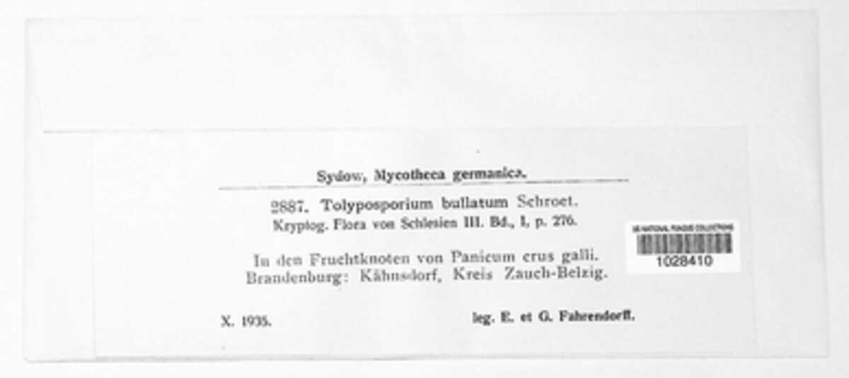 Moesziomyces bullatus image